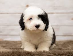 Mini tri color sheepadoodle puppies cost $2200.00. F1 Mini Sheepadoodle Puppy Sheepadoodle Puppies For Sale