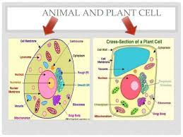 We did not find results for: Plant And Animal Cell Structure And Function Quiz Quizizz