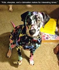 Attack Of The Funny Animals 43 Pics Colorful Dog Cute Animals Funny Animals