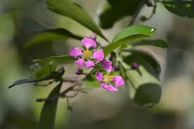 Image result for Malpighia