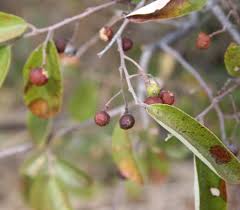 Image result for Grewia flavescens