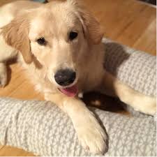 Golden retriever puppies for sale. Adopt A Golden Retriever Puppy Near New York Ny Get Your Pet