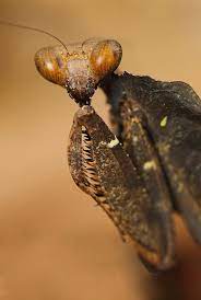 Malaysian Dead Leaf Mantis Borneo Borneo Micro Photography Macro And Micro