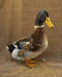 Maybe you would like to learn more about one of these? Silver Appleyard Duck Breed Profile Backyard Poultry