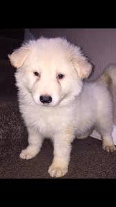 Beautiful White Long Coat German Shepherd Puppies In Lincoln Expired Friday Ad Walking dog, happy dog, dog park, dog food, cute dog, sad dog, dog walker, dog eating, dog icon, dog running. long coat german shepherd puppies