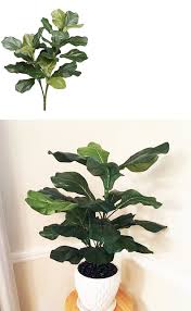 Find fiddle leaf fig in canada | visit kijiji classifieds to buy, sell, or trade almost anything! Floral Crafts 16491 27 Fiddle Leaf Fig Tree Artificial Plant 3 Stems Indoor Silk Flowers Office Buy It Now Only 14 8 On E Fiddle Leaf Fig Fig Tree Fiddle Leaf Fig Tree