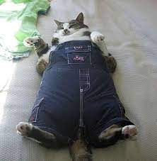 Pin On Lolz