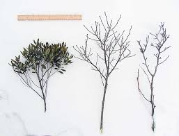 Image result for Monanthotaxis parvifolia