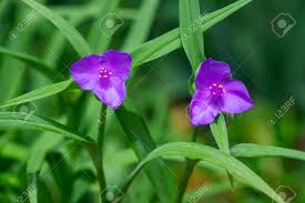 The flowers come early, and they are a clear pale pink, lighting up the garden at the very beginning of spring. Tradescantia Virginiana The Virginia Spiderwort Purple Violet Flowering Plants Three Petals Flowers In Bloom Green Leaves And Buds Stock Photo Picture And Royalty Free Image Image 152130783