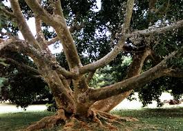 Image result for Ficus sycomorus