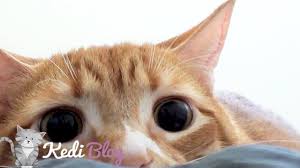 Kedilerde Goz Hastaliklari Ve Tedavisi Kedi Blog