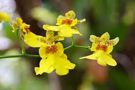 Orchideen haben gelbe blätter, braune flecken bekommen. Oncidium Orchidee Orchideen Eu