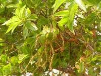 Image result for Anisophyllea boehmii