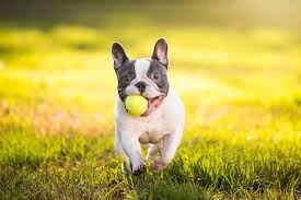 Friendly Game Of Fetch With A Frenchie French Bulldog Bulldog Pet Dogs Puppies