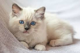Image result for adorable cat