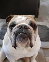 T H E P H I L A D E L P H I A E A G L E S A R E S U P ER B O W L 5 9 C H A  M P I O N S 💰😝💚🙏