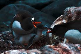 They feed on small fish such as sardines and mullet however, due to the proportion of time these creatures live on the land, they have also developed thermoregulation techniques for cooling down. 5 Fascinating Facts About The Penguin G Adventures