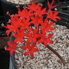 Image result for Ammocharis