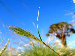 Image result for Aristida congesta