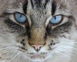 Very few types of cats have blue eyes (which are the rarest) and others have green if your cat has brown eyes, it just means that it has inherited a gene which tells the eye cells to produce a lot of pigment to cover up the blue color. Mesmerizing Fun Facts About Cats Eye Colors Cole Marmalade
