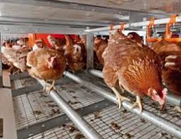Check spelling or type a new query. 5 Faktor Utama Penyebab Kegagalan Beternak Ayam Petelur Yang Harus Kita Ketahui Belajar Beternak