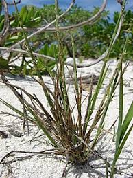 Image result for Lepturus repens