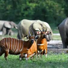 Image result for Zanha africana