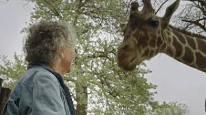 Funny giraffe sticking out tongue closeup. Baby Giraffe Sticking Tongue Out Gif