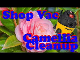 Royers flowers deals and sales. 8vz1hfmkwwoc3m