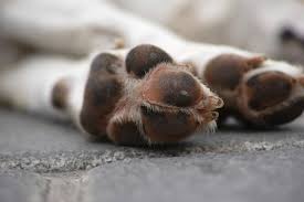 How To Avoid Your Dog Getting Paw Burns On Hot Pavements