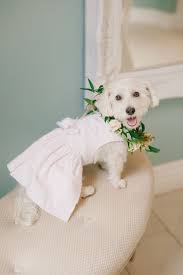 Fairytale Blush And Gold Vineyard Wedding At Villa De Amore Dog Wedding Dog Wedding Dress Wedding Pets