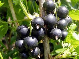 Boskoop giant black currant cutting wood. Economic Cooperative Buy Wholesale Blackcurrant Plants Directly From The Nursery
