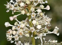 Image result for Rhamnaceae