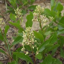 Image result for Leptochloa uniflora