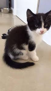 Black And White Kitten Names Unisex Cat Facts Fun Trivia About Tuxedo Cats With Tuxie Tude With Images Beautiful Cats Pictures Cat Facts Pets Cats