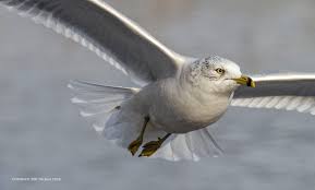 Free little wizard ii bird shot detector for android. Using Bird Detection Ai Small Sensor Photography By Thomas Stirr
