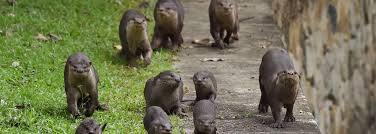 But for viewers at home, the ceremony might have felt strangely. Home Iucn Ssc Otter Specialist Group