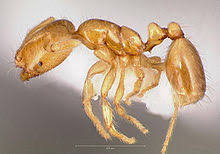 Ants in your kitchen can live off grease and food spills under and behind your appliances. Solenopsis Molesta Wikipedia