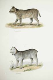 Check spelling or type a new query. The Natural History Of The Canada Lynx And The Bobcat Natural History