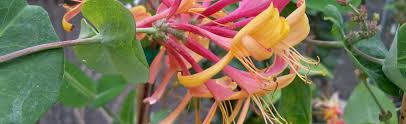 Honeysuckle essential oil is derived from the bright orange flowers of the honeysuckle plant and has been used for more than 1,400 years in traditional medical practices of china. Lonicera Honeysuckle Vine