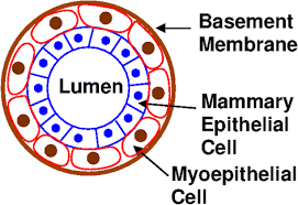 Clinical anatomy of the breast. Non Randomness Of The Anatomical Distribution Of Tumors Cancer Convergence Full Text