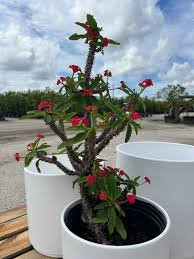 Image result for Euphorbia williamsonii