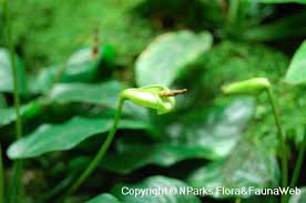 Image result for Embelia libeniana