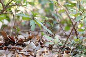 30 likes · 6 talking about this · 4 were here. ã‚¦ã‚°ã‚¤ã‚¹ ã‚„ã¶ã®ä¸­ã®æ—¥é™°è€… é‡Žé³¥å†™çœŸå›³é'' ã‚­ãƒ¤ãƒŽãƒ³ãƒãƒ¼ãƒ‰ãƒ–ãƒ©ãƒ³ãƒãƒ—ãƒ­ã‚¸ã‚§ã‚¯ãƒˆ