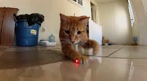 Resultado de imagen para gatos jugando con laser