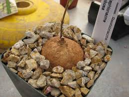 Image result for Raphionacme globosa