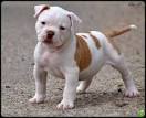 American Bulldog Puppies - American Bulldog Puppy