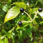 Image result for Coptosperma