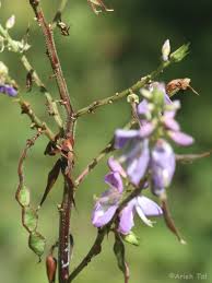 Image result for Dipcadi vaginatum