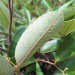 Image result for Parinari capensis